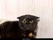 9432efa318ee45b4a5d6351afb2b5ea2~tplv-a9rns2rl98-pc_smart_face_crop-v1_512_384.jpg 9432efa318ee45b4a5d6351afb2b5ea2~tplv-a9rns2rl98-pc_smart_face_crop-v1_512_384.jpg