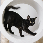 萌宠踩奶科普 (2).png