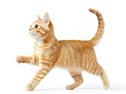 选择猫咪玩具,核心是贴合其 “捕猎本能” 与 “好奇心”,以下几类能高效激发玩耍欲