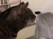 猫咪日常喝水时的优雅