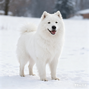 《狗狗毛发护理：不同犬种的实操技巧》