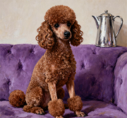 养狗的日常护理