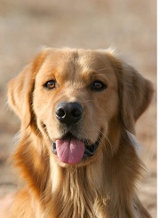 《养狗能从社交与生活层面》