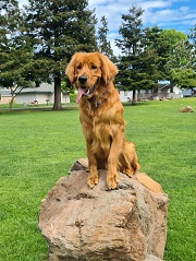 规划狗狗的成长与健康