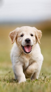 训练狗狗定点如厕的核心是抓准时机、正向引导、及时奖励