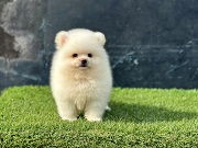 《狗对事物的探索与感知》