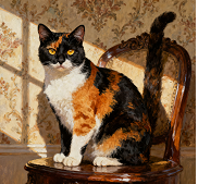 《猫咪自身的卫生护理》