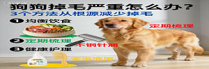 狗狗掉毛严重怎么办?3个方法从根源减少掉毛