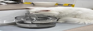宠物饮水机值不值得买？看完这 3 点再决定