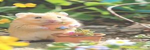 仓鼠养护全指南：吃喝住玩一站式搞定