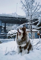 大型犬中的“温柔巨人”：阿拉斯加优缺点与新手避坑指南